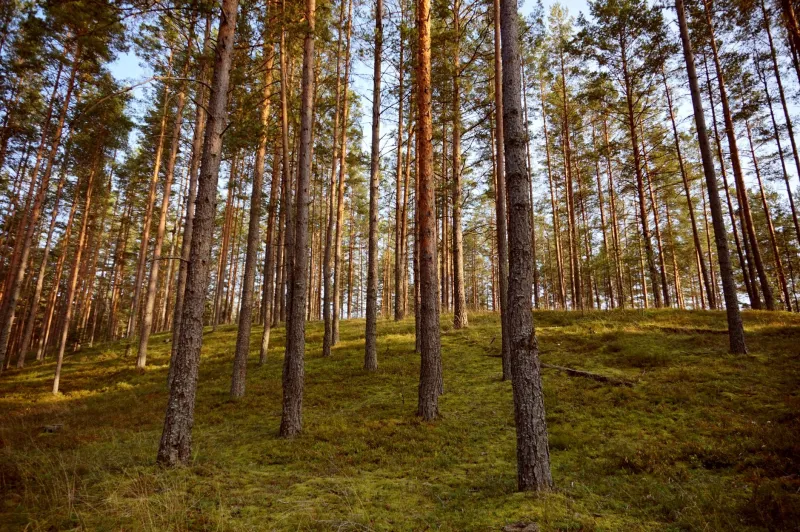 Beyond Board Feet: The Hidden Value Drivers That Modern Timber Appraisals Are Finally Starting to Count
