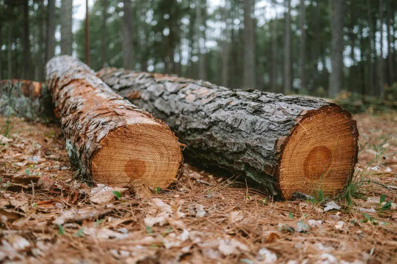 Certification or Commodity? How Timber Producers Can Decode Which Forest Standards Actually Drive Enterprise Value
