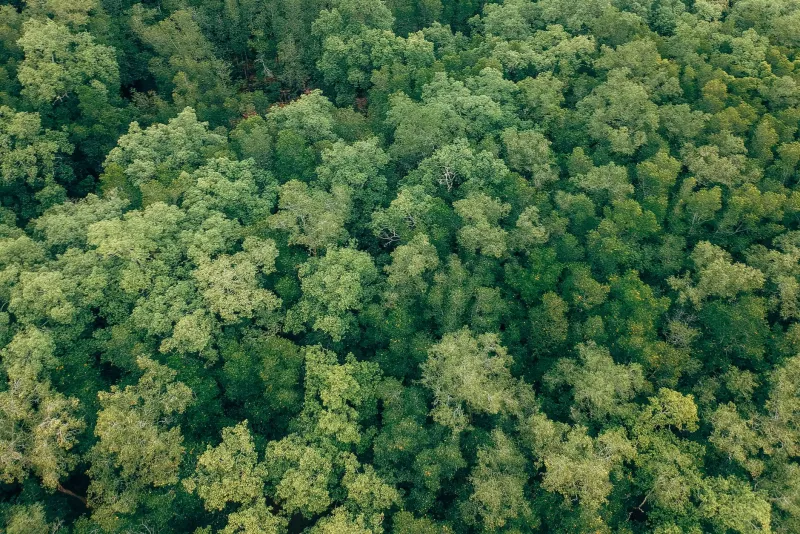 Reforestation Returns: Closing the Accounting Gap That Costs Timber Enterprises Millions