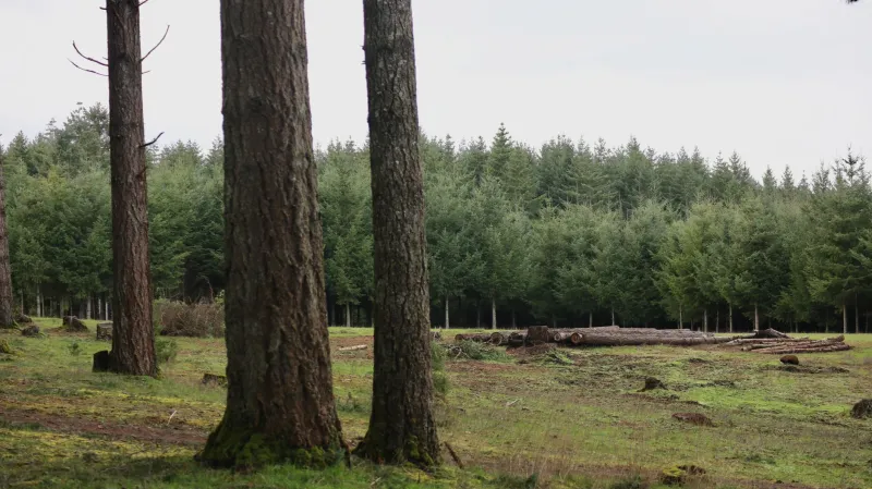 Who Controls the Price? How Stumpage Market Opacity Is Shifting Timber Revenue Away From Landowners