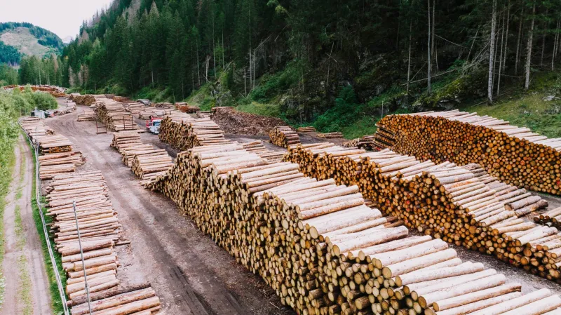 Counting Carbon Wrong: Why Timber Operators Are Systematically Undervaluing Their Biomass Assets