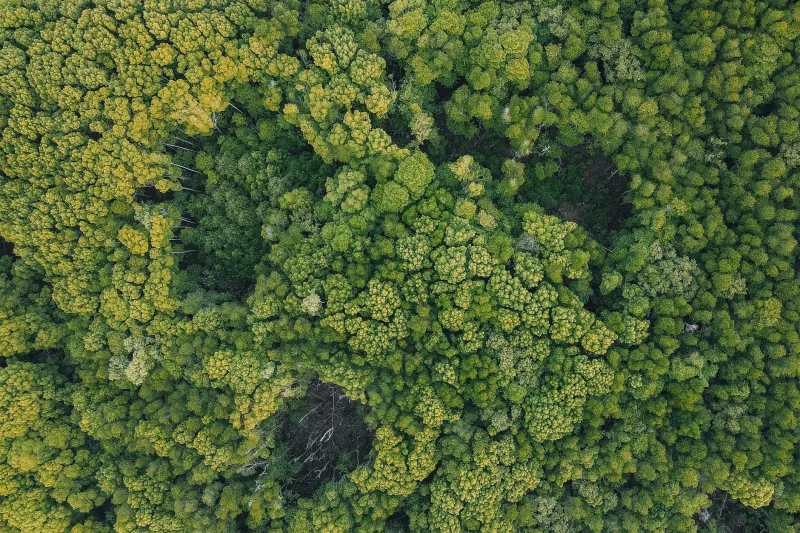 From Acres to Assets: Unlocking Carbon Revenue in Your Timber Portfolio